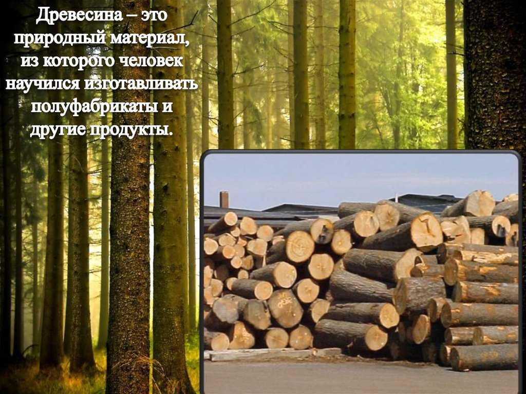 Особенности древесины бука